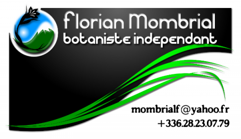 Carte de visite Florian Mombrial