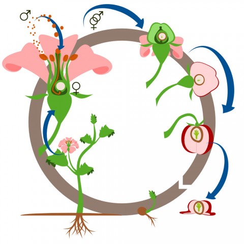 Schéma cycle des angiospermes