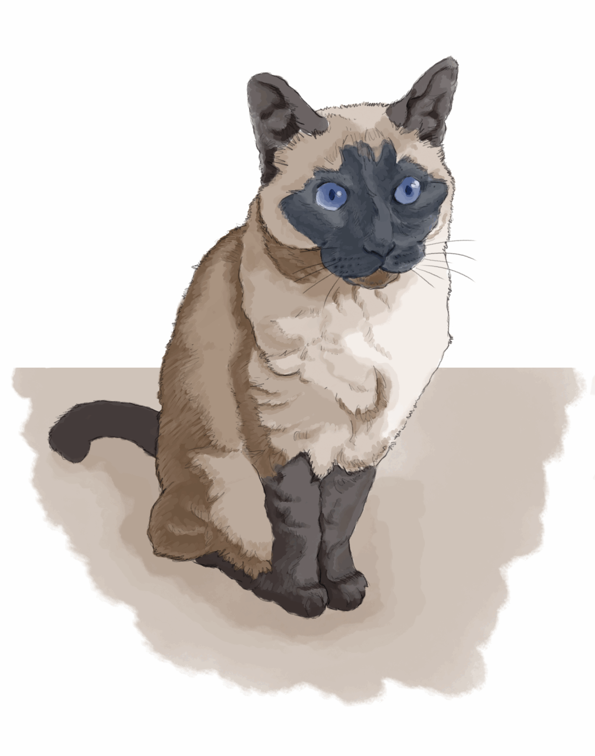 Chat